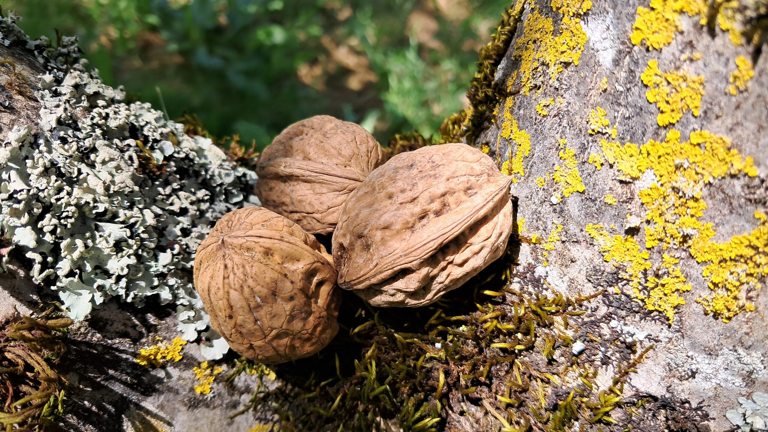 noyeraie de la petite Lotoise productrice de noix dans le Lot