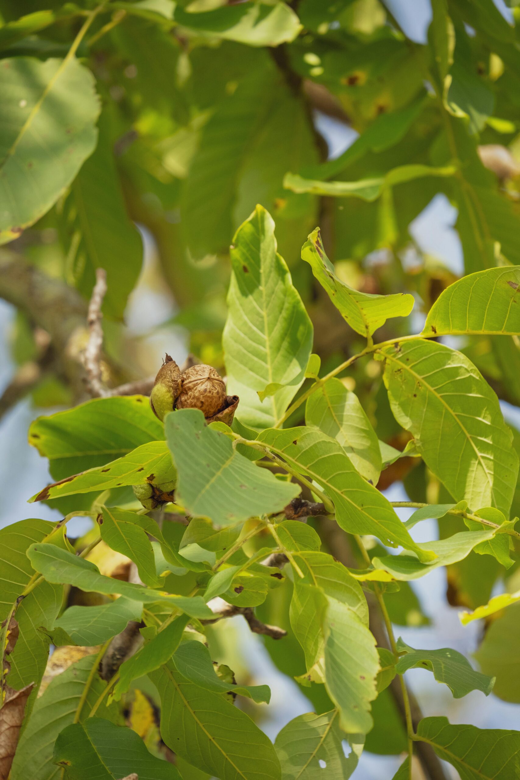 arbre noyer